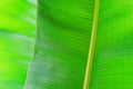 Close up cropped image of banana palm leaf with visible texture structure. Green nature concept background Royalty Free Stock Photo