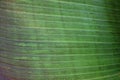 Close up cropped image of banana palm leaf with visible texture structure. Green nature concept background.