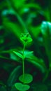 Macro shot of green plant, beautiful plant background nature concept