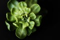 Macro shot of green plant on black background