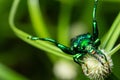 Macro shot of a green Sagra femorata species of beetle on a plant