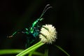 Macro shot of a green Sagra femorata species of beetle on a plant