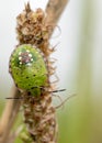 Green shield bug macro close up shot. Royalty Free Stock Photo