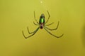 Green spider macro photography Royalty Free Stock Photo