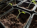 Macro shot of green tomato plant seedlings growing in a pot on the window sill in bright sunlight. Vegetable seedling in pot. Royalty Free Stock Photo