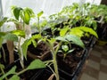 Macro shot of green tomato plant seedlings growing in a pot on the window sill in sunlight. Vegetable seedling in pot. Indoor Royalty Free Stock Photo