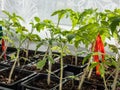 Macro shot of green tomato plant seedlings growing in a pot on the window sill in sunlight. Vegetable seedling in pot. Indoor Royalty Free Stock Photo