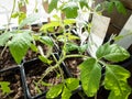 Macro shot of green tomato plant seedlings growing in a pot on the window sill in sunlight. Vegetable seedling in pot. Indoor Royalty Free Stock Photo