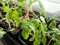 Macro shot of green tomato plant seedlings growing in a pot on the window sill in sunlight. Vegetable seedling in pot. Indoor Royalty Free Stock Photo