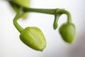 Macro shot green unopened buds of the orchid flower