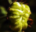 Macro shot of green unripe marigold flower seeds Royalty Free Stock Photo