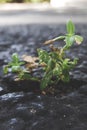 Macro shot of green weed growing through crack in pavement. Royalty Free Stock Photo