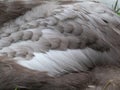 Macro shot of grey and white feathers of young mute swans or cygnets (cygnus olor) changing to white plumage Royalty Free Stock Photo