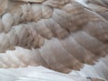 Grey and white feathers of young mute swans or cygnets (cygnus olor) changing to white plumage Royalty Free Stock Photo