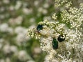 Macro shot of a group of metallic rose chafers or the green rose chafers Cetonia aurata crawling on a white flower in sunlight