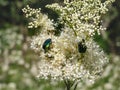 Macro shot of a group of metallic rose chafers or the green rose chafers Cetonia aurata crawling on a white flower in sunlight