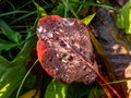 Macro shot of group of round water droplets on colorful, red, fallen autumn leaf reflecting bright sunlight Royalty Free Stock Photo