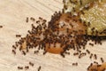 Macro shot of a group of small ants running across a wooden surface