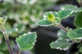 A macro shot of growing Plectranthus coleoides