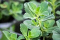 A macro shot of growing Plectranthus coleoides