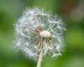 Macro shot of a half blew dandelion on a blurred green background Royalty Free Stock Photo