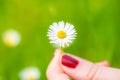 Macro shot of a hand is holding a daisy in a meadow with blurry background Royalty Free Stock Photo