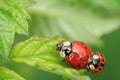 Macro shot of a Harmonia axyridis