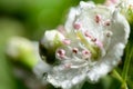 Hawthorn blossom