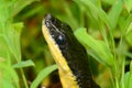 Macro shot of the head of a black garden snake Royalty Free Stock Photo