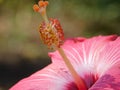 Macro shot of a hibiscus flower and its pistil Royalty Free Stock Photo
