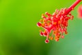 Macro shot of Hibiscus flower pollens with copy space and defocused background Royalty Free Stock Photo