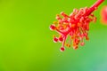 Macro shot of Hibiscus flower pollens with defocused green background and copy space Royalty Free Stock Photo