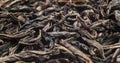 Macro shot of a high quality black tea. Black tea background close up. Leaf closeup. Background of dried tea leaves of dark color.