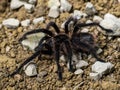Macro shot of a Hispaniolan giant tarantula (Phormictopus cancerides)