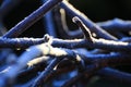 Macro shot of hoarfrost on some twigs