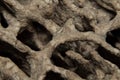 Macro shot holes and tunnels inside the termites damaged timber