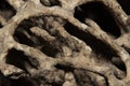 Macro shot holes and tunnels inside the termites damaged timber