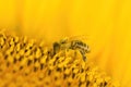 Macro shot of Honey Bee Apis mellifera collecting nectar and spreading pollen in yellow sunflower. Royalty Free Stock Photo