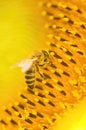 Macro shot of Honey Bee Apis mellifera collecting nectar and spreading pollen in yellow sunflower. Royalty Free Stock Photo