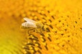 Macro shot of Honey Bee Apis mellifera collecting nectar and spreading pollen in yellow sunflower. Royalty Free Stock Photo