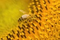 Macro shot of Honey Bee Apis mellifera collecting nectar and spreading pollen in yellow sunflower. Royalty Free Stock Photo