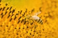 Macro shot of Honey Bee Apis mellifera collecting nectar and spreading pollen in yellow sunflower. Royalty Free Stock Photo