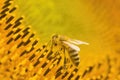 Macro shot of Honey Bee Apis mellifera collecting nectar and spreading pollen in yellow sunflower. Royalty Free Stock Photo