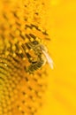 Macro shot of Honey Bee Apis mellifera collecting nectar and spreading pollen in yellow sunflower. Royalty Free Stock Photo