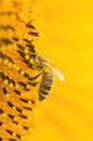 Macro shot of Honey Bee Apis mellifera collecting nectar and spreading pollen in yellow sunflower. Royalty Free Stock Photo