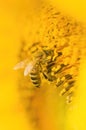 Macro shot of Honey Bee Apis mellifera collecting nectar and spreading pollen in yellow sunflower. Royalty Free Stock Photo