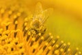 Macro shot of Honey Bee Apis mellifera collecting nectar and spreading pollen in yellow sunflower. Royalty Free Stock Photo