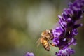 Honey Bee Pollinating a Lavender Flower Royalty Free Stock Photo