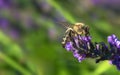 A macro shot of a honey bee Apis mellifera pollinating a Lavender flower Lavandula angustifolia, on a blurred green background Royalty Free Stock Photo