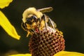 Macro shot of honey bee collecting nectar from a field yellow flower Royalty Free Stock Photo